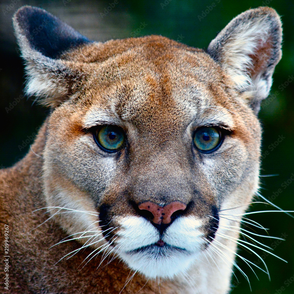 Mountain Lion Looking at You Stock Photo Adobe Stock