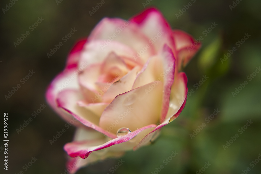Pink and white roses in the garden / Tropical Rose Garden Pink and white roses in the garden / Tropical Rose Garden