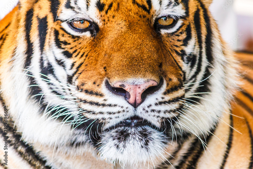 Closeup picture Tiger.