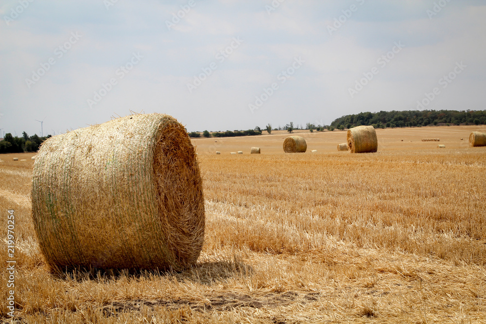 Strohrollen, Strohballen auf einem abgeernteten Getreidefeld 