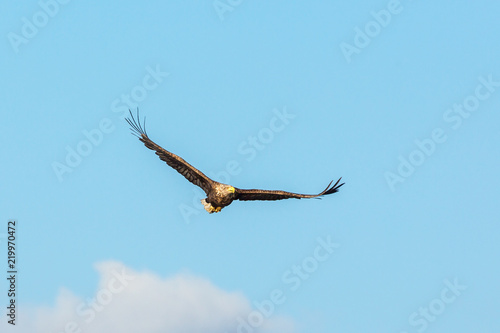 White-Tailed eagle flying in the sky