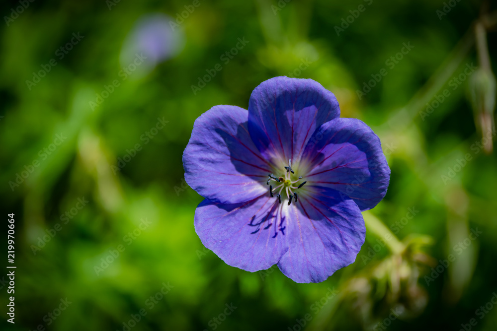 Flower Power.. Flower Power..