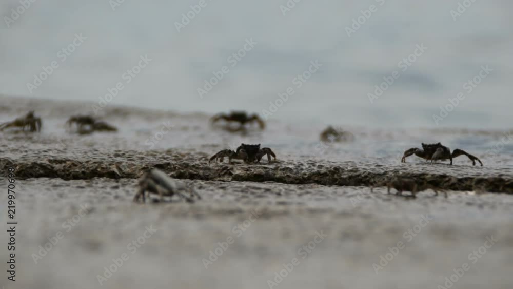 Striped Crabs Feeding On Rocks Near The Sea Striped Crabs Feeding On Rocks Near The Sea