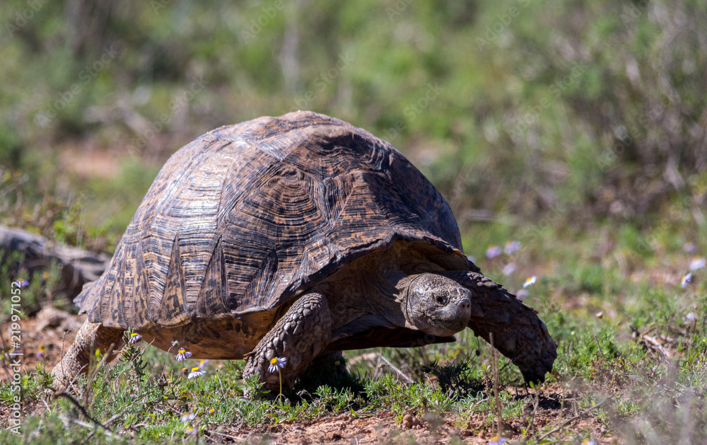 Fototapeta premium Leopard tortoise feeds in the grass in the Addo Elephant National Park in the Eastern Cape province of South Africa