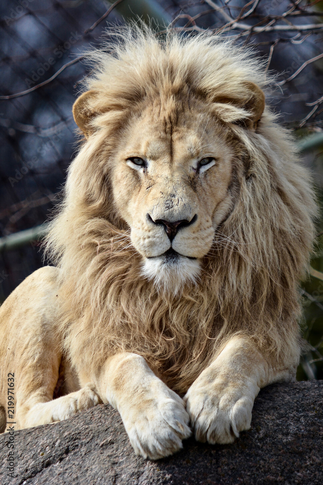 Male White Lion Looking at you while Lying on a Rock