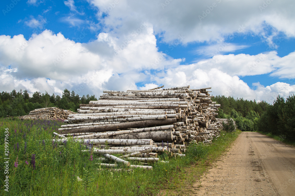 Harvesting of wood in the countryside in the summer season