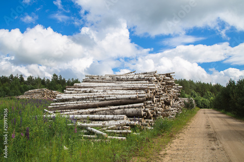 Fototapeta Naklejka Na Ścianę i Meble -  Harvesting of wood in the countryside in the summer season
