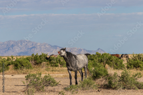 Wild Horse with a Funny Expression