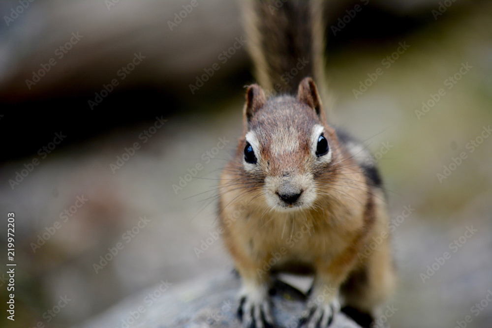 Ground Squirrel On a Rock Looking at You Ground Squirrel On a Rock Looking at You