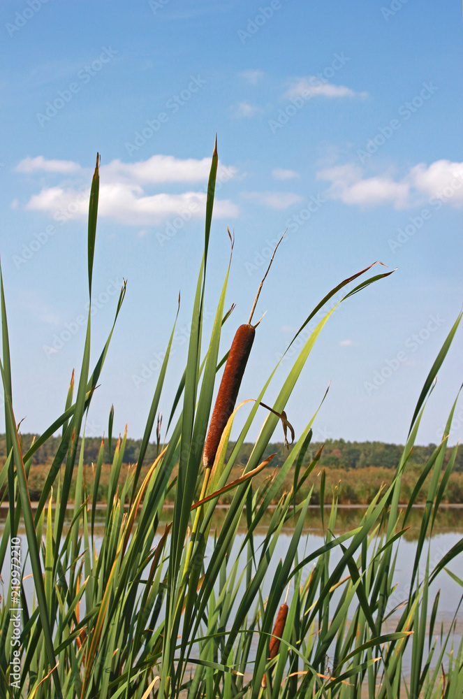 cattail at the edge of a pond