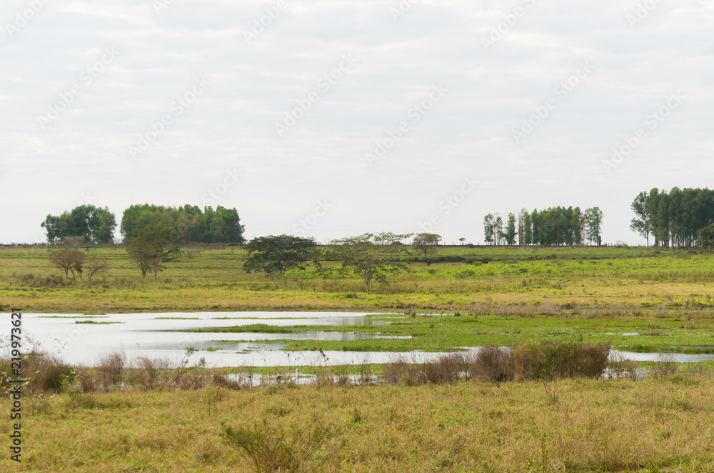 Beautiful image of the Brazilian wetland, region rich in fauna and flora.