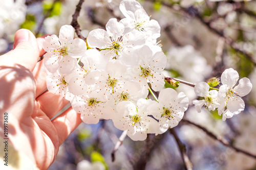 Spring. Female hand and cherry blossom.