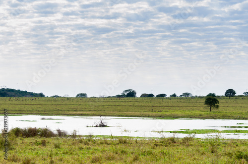 Beautiful image of the Brazilian wetland, region rich in fauna and flora. © Thiago Santos