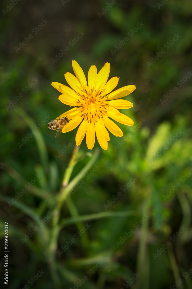 Bright golden yellow flower of Meadow goats beard growing on a summer day in a grassland, with busy bee sitting on it, blurry dark green background, vertical image Bright golden yellow flower of Meadow goats beard growing on a summer day in a grassland, with busy bee sitting on it, blurry dark green background, vertical image