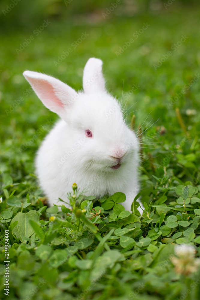 Beautiful Small Pet White Rabbit Sit On Green Grass And Looks At Camera Outdoor In Summer. Beautiful Small Pet White Rabbit Sit On Green Grass And Looks At Camera Outdoor In Summer.