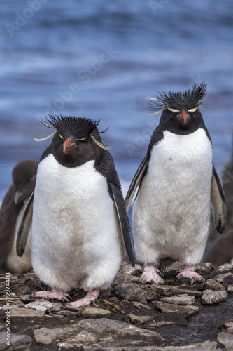 Rockhopper Penguins on Bleaker Island in the Falklands