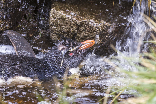 Rockhopper penguin bathing in cascading stream photo