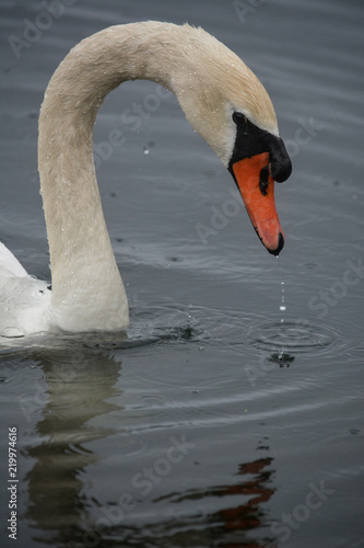 Photography Mute Swan Looking at its Reflection While Water Droplets Fall From it's Beak