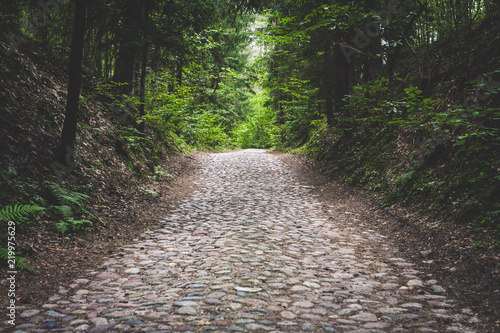 Canvas Print Cobblestone uphill road in deep ancient forest