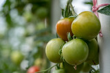 Organic growing tomatoes in a garden