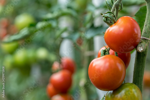 Organic growing tomatoes in a garden