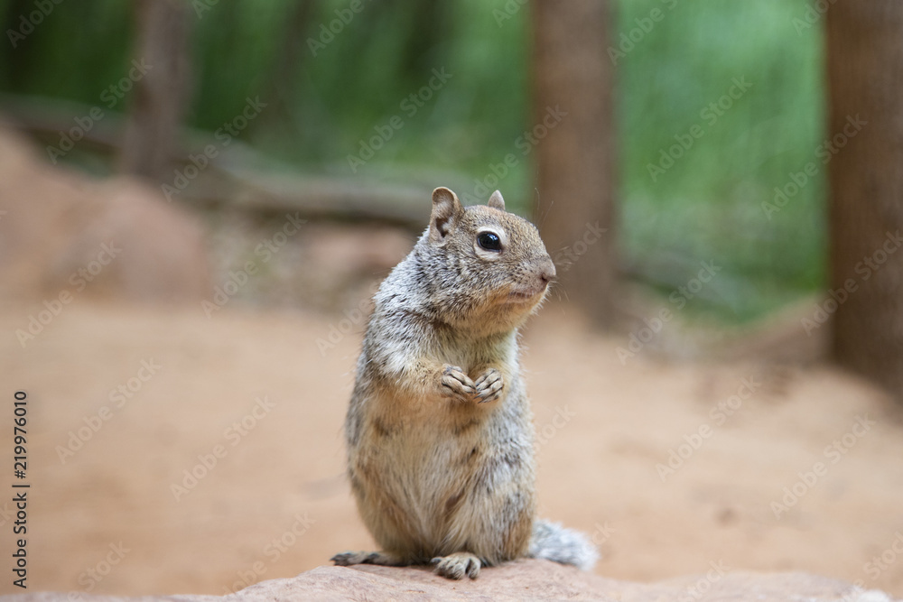 Fototapeta premium Squirrel