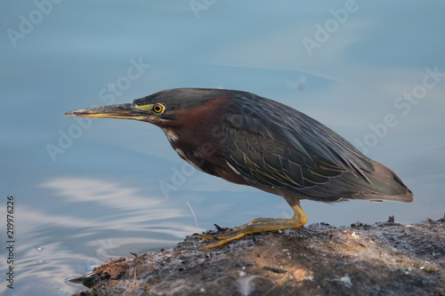 Billede på lærred Green heron sitting on a rock waiting for a fish to go by