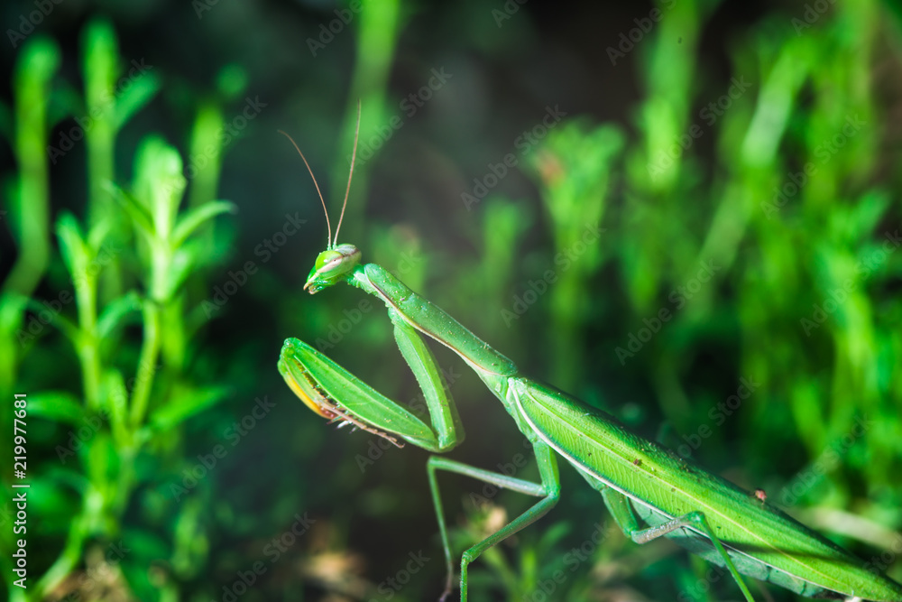 European Mantis or Praying Mantis, Mantis religiosa, on a green leafs European Mantis or Praying Mantis, Mantis religiosa, on a green leafs