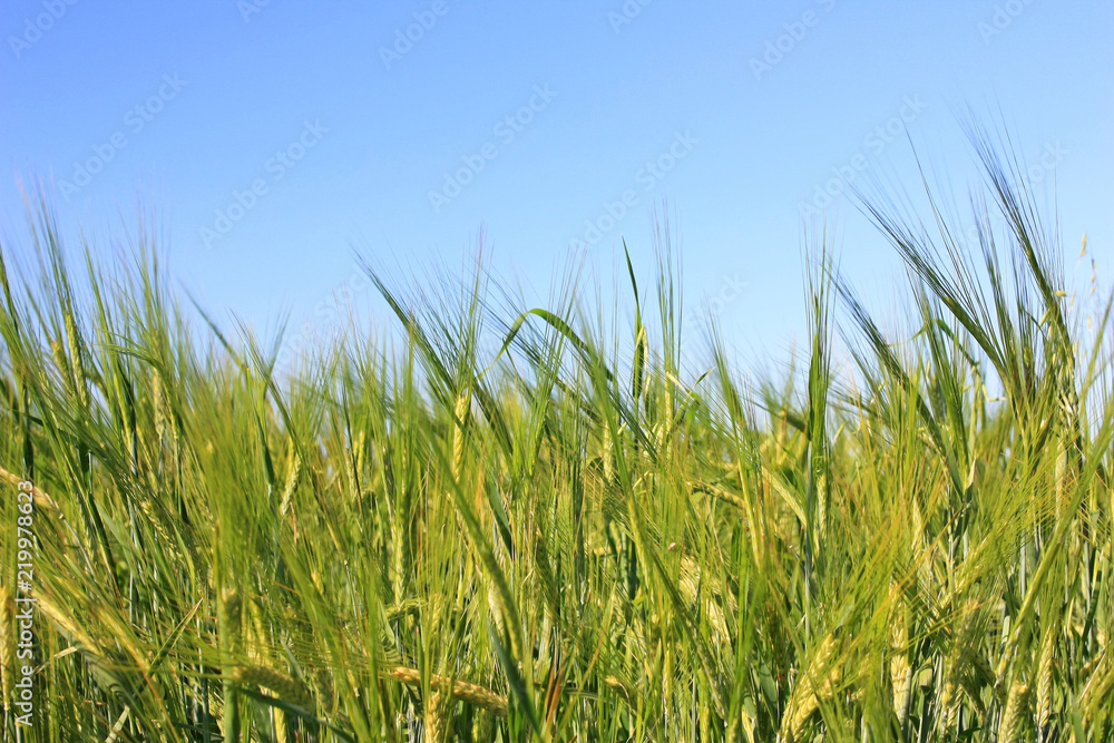 Spikes of rye in the field
