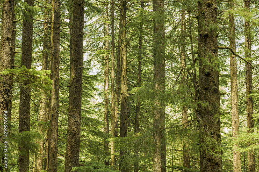 Fototapeta premium thick green tree coniferous forest