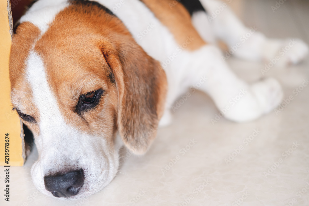 Sleepy beagle dog lying on the floor Sleepy beagle dog lying on the floor
