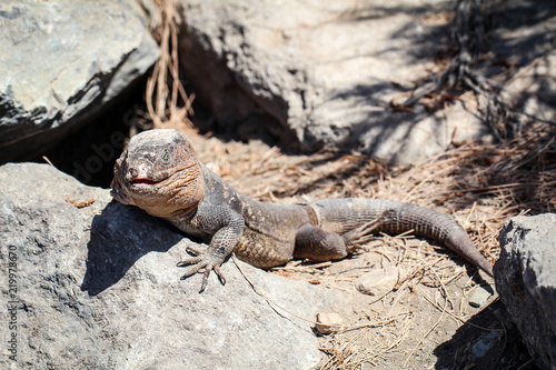 Gran-Canaria-Rieseneidechse  Kanareneidechse  Gekko 