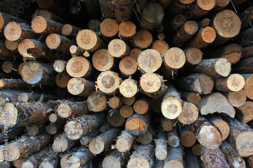 Logs in the sawmill