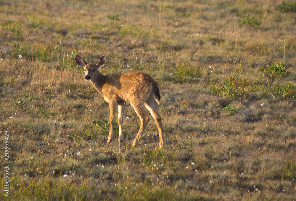 Naklejka premium Fawn black tailed deer, Hurricane Ridge, Olympic National Park, WA, USA