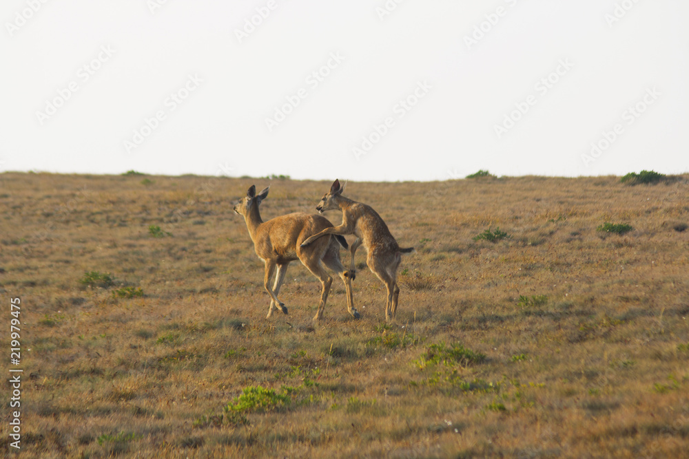 Fototapeta premium Fawn black tailed deer jumping on its mother's back, Hurricane Ridge, Olympic National Park, WA, USA