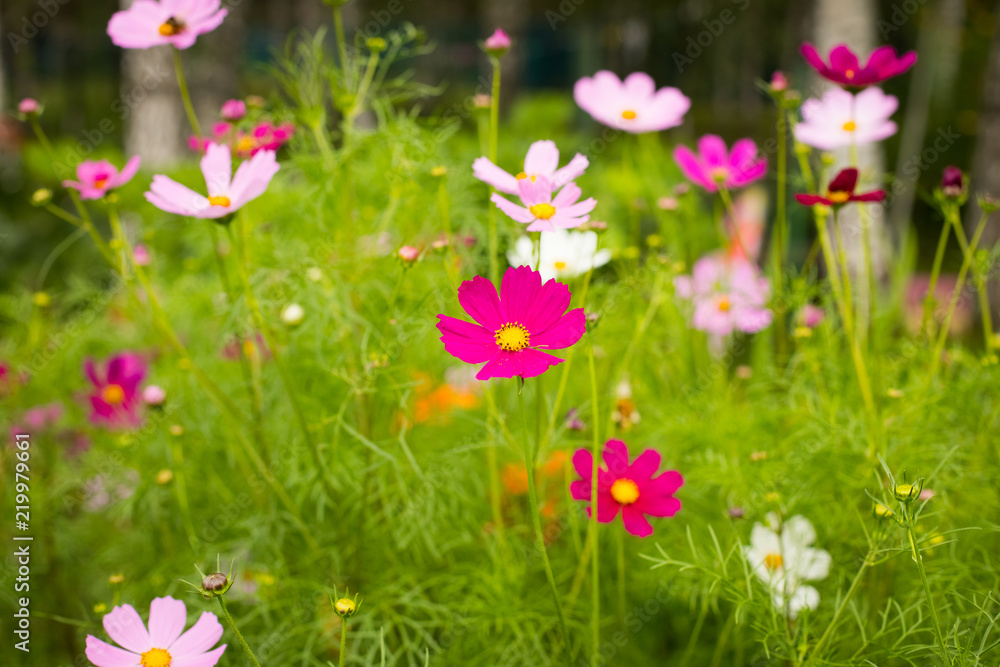 Beautiful Blossom Flowers Cosmos Grow In Flower Bed In Garden In Summer Close Up. Beautiful Blossom Flowers Cosmos Grow In Flower Bed In Garden In Summer Close Up.