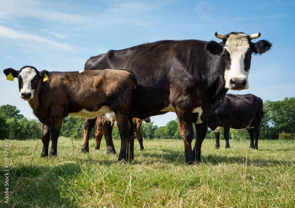 Holländische Rinderrasse - Lakenvelder Kuh mit ihrem Kalb