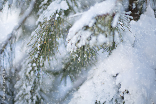 Pine branch covered with snow winter