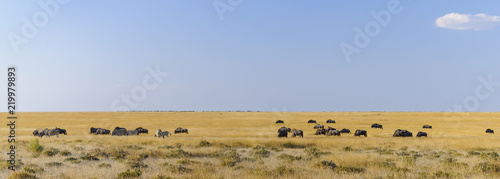 Group of zebras and wildebeest / Group of zebras and wildebeest in Etosha National Park.