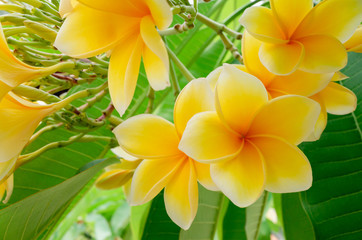 Keuken achterwand Frangipani Gele plumeria bloemen aan tak  © samrit