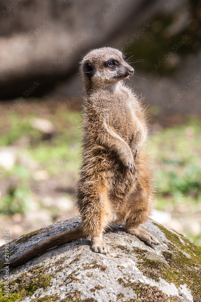 Fototapeta premium meerkat . stokstaartje