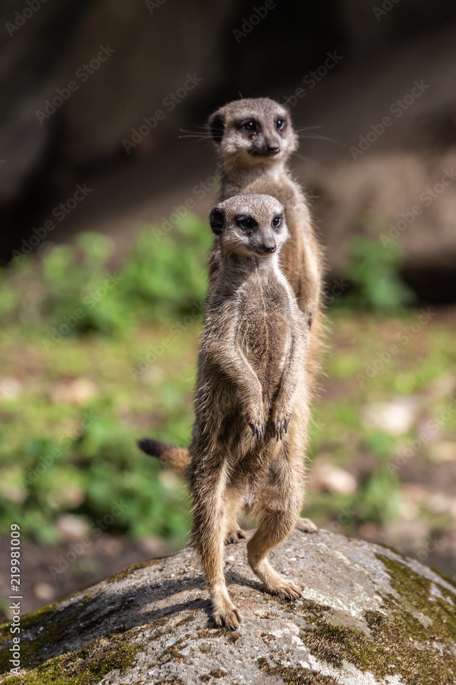 Fototapeta premium meerkat / stokstaartje