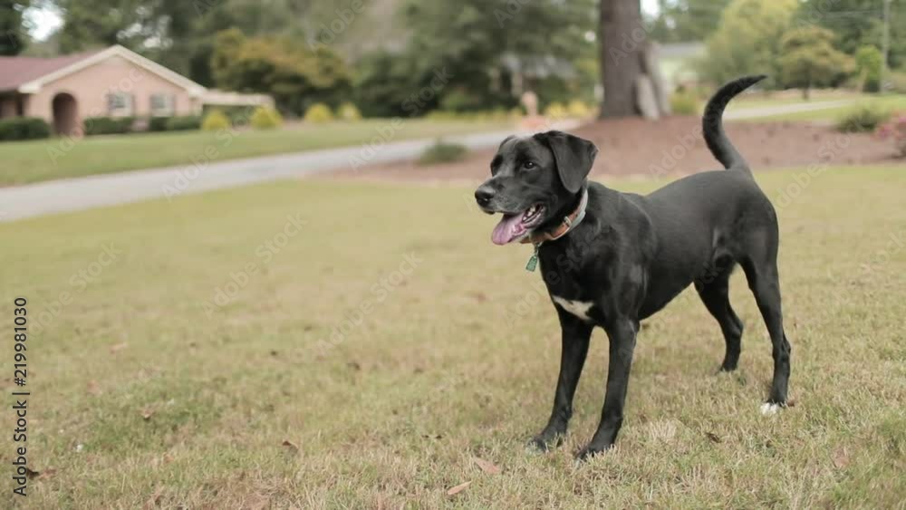 Playful Dog Jumping to Catch Ball in Slow Motion Playful Dog Jumping to Catch Ball in Slow Motion