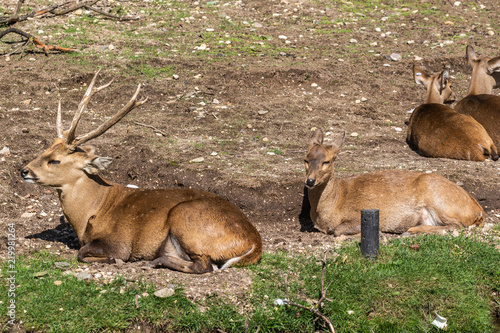 Boar deer / Zwijnshert photo