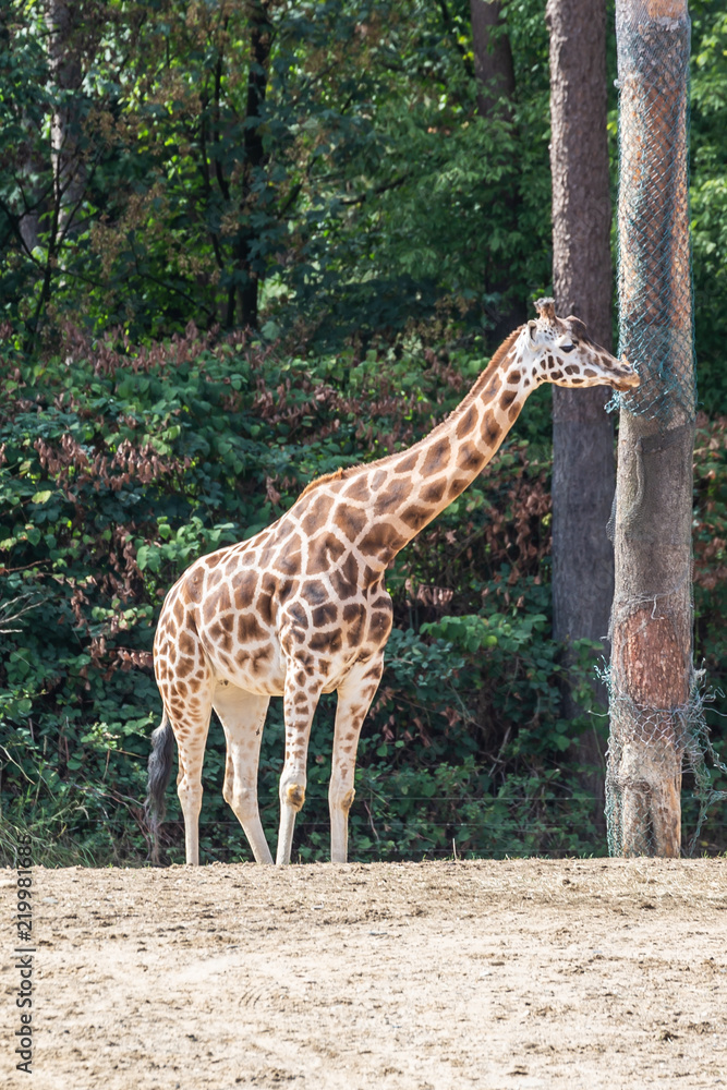 Obraz premium Rothschildgiraffe