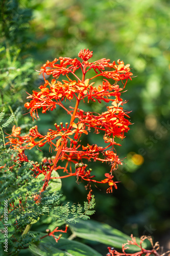 red and yellow leaves