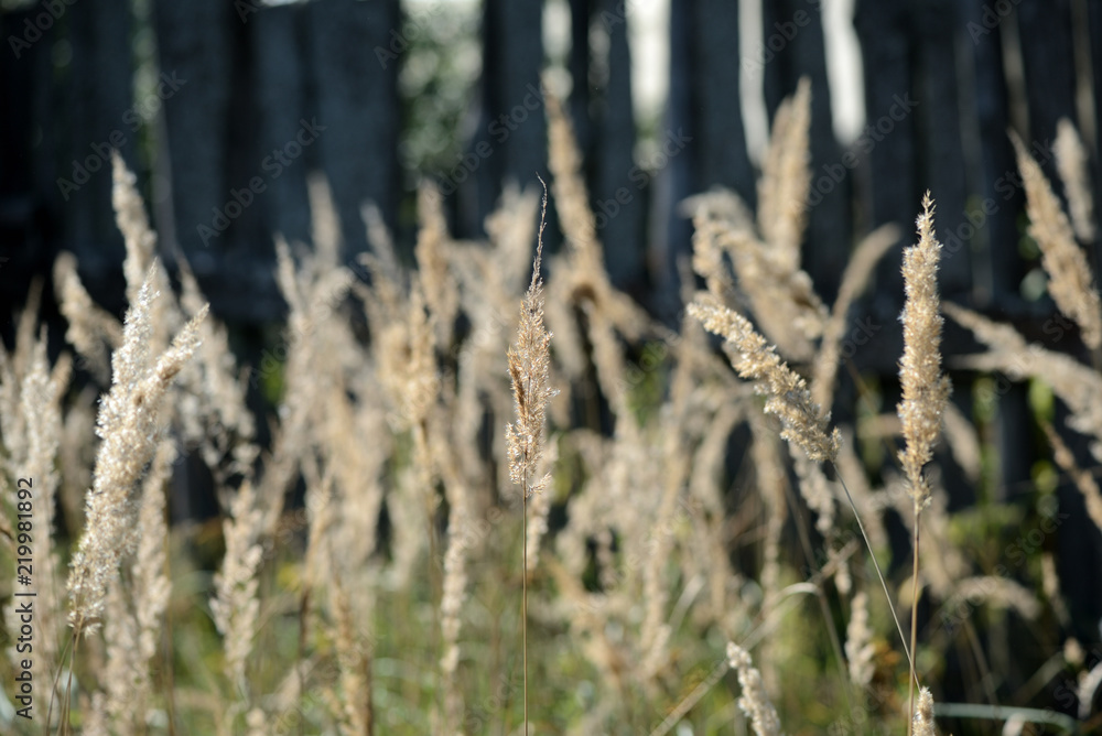 Dry grass in summer illuminated by the sun close up Dry grass in summer illuminated by the sun close up