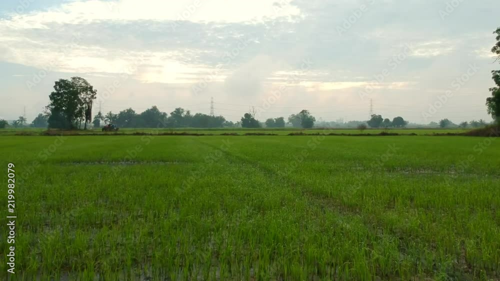 Flying above green rice field with birds flying away. Flying above green rice field with birds flying away.