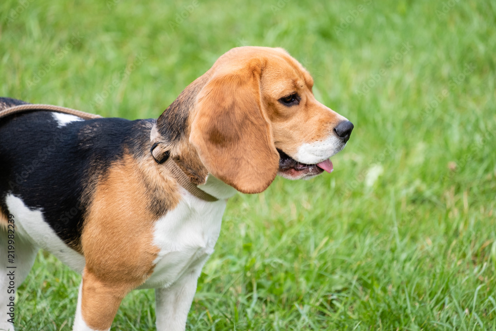 Young Beagle in a Green Field