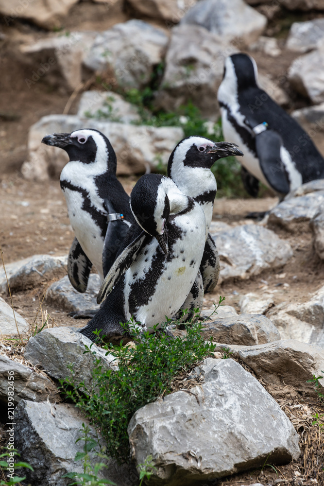 Fototapeta premium Black-footed penguin / Zwartvoetpinguin